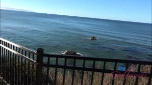 Rose Caarter Central Cali Part 3