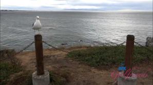 Rose Caarter Central Cali Part 1